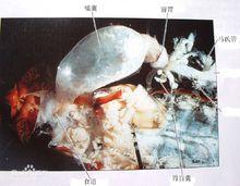 無脊椎動物實驗圖片