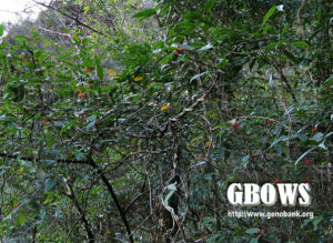 南嶺雞眼藤 南嶺雞眼藤