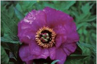 華夏玫瑰紅 華夏玫瑰紅