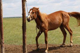 錫尼河馬 錫尼河馬