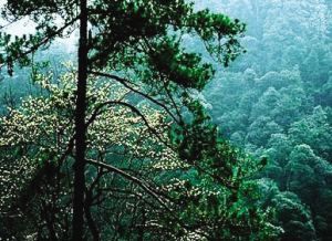 風雲嶺森林公園