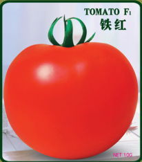 鐵紅番茄 鐵紅番茄