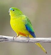 黃腹長尾鸚鵡 黃腹長尾鸚鵡