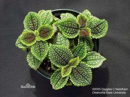 巴拿馬冷水花 巴拿馬冷水花