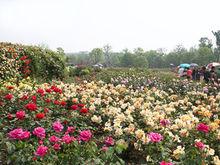 常州紫荊公園月季