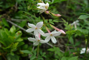 西藏素方花 西藏素方花