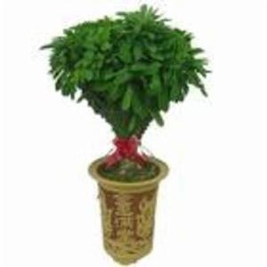 玉麒麟[大戟科植物]