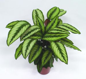 飛羽竹芋 飛羽竹芋