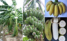 中粉1號粉蕉 中粉1號粉蕉