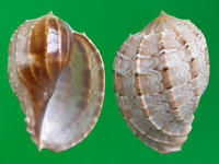 大楊桃螺 大楊桃螺