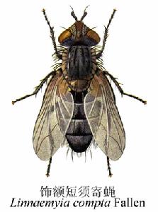 飾額短須寄蠅 飾額短須寄蠅