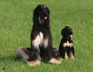 首條克隆狗斯納皮