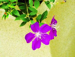 細葉野牡丹 細葉野牡丹