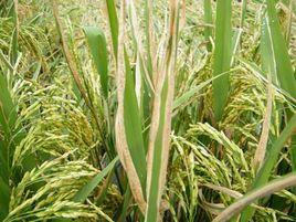 稻白葉枯病 稻白葉枯病