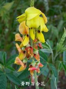 黃野百合