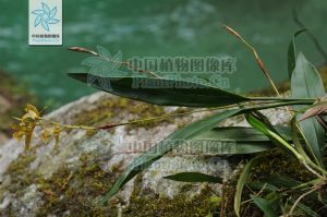 長柄貝母蘭 長柄貝母蘭