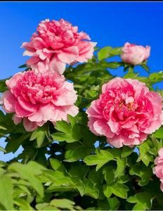 洛陽牡丹甲天下 洛陽牡丹甲天下