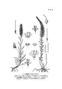 白婆婆納 白婆婆納