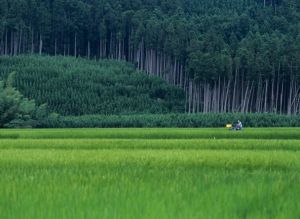 南紀勝浦溫泉 南紀勝浦溫泉