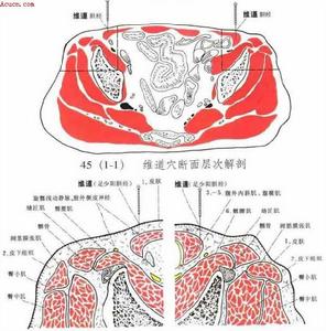 維道穴斷面層次解剖圖