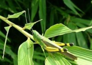 竹蝗