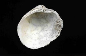 曲波皺紋蛤 曲波皺紋蛤