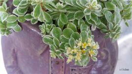 葉花景天 葉花景天