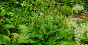 羽裂藍刺頭 羽裂藍刺頭