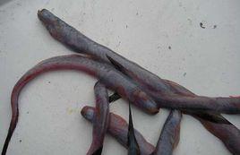 狼牙蝦虎魚 狼牙蝦虎魚