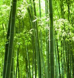 竹[禾本科竹屬植物]