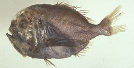 黑首胸燧鯛 黑首胸燧鯛