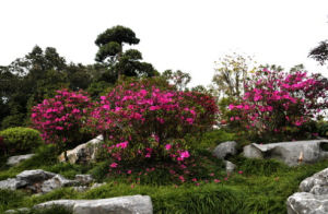 疏毛杜鵑 疏毛杜鵑