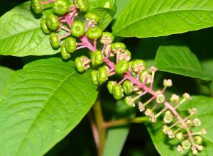 十蕊商陸 十蕊商陸