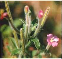 光華柳葉菜 光華柳葉菜