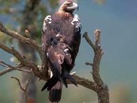 西班牙帝雕 西班牙帝雕