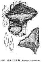 松鼠狀纖孔菌 松鼠狀纖孔菌