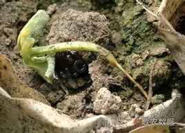 絲瓜苗枯病 絲瓜苗枯病