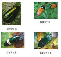 紅綠金吉丁 紅綠金吉丁