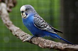 虎皮鸚鵡 虎皮鸚鵡