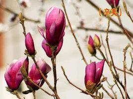 辛夷[明代陳繼儒的詩作]