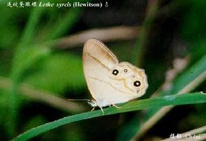 連紋黛眼蝶