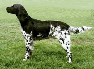 大明斯特蘭犬Large Munsterlander 大明斯特蘭犬Large Munsterlander