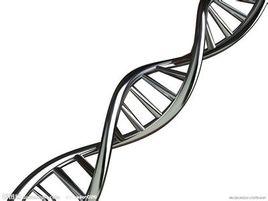 染色體平衡易位 染色體平衡易位