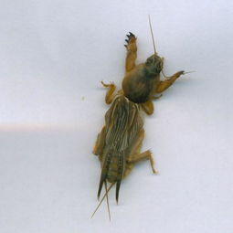 似雙側杯蟲屬 似雙側杯蟲屬