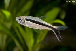 企鵝燈魚 企鵝燈魚