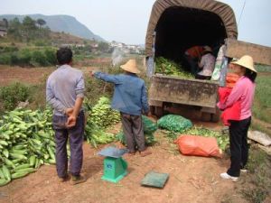 大龍潭鄉 大龍潭鄉