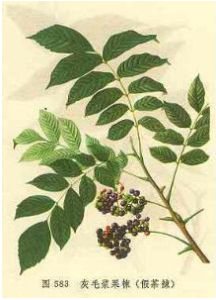 灰毛艾蒿 灰毛艾蒿