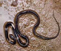 細白環蛇 細白環蛇