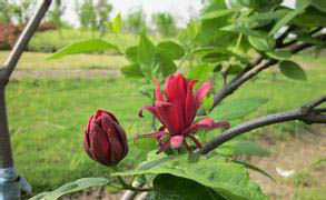 美國蠟梅(原變種) 美國蠟梅(原變種)