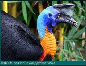 單垂鶴鴕 Casuarius unappendiculatus